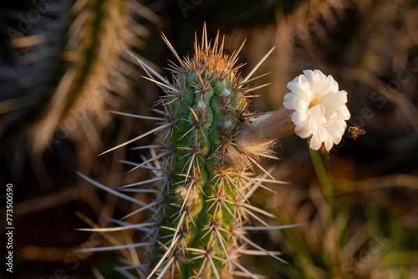 Obraz cacto xique-xique florido na caatinga