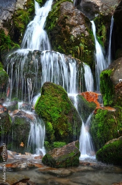Obraz waterfall in the forest