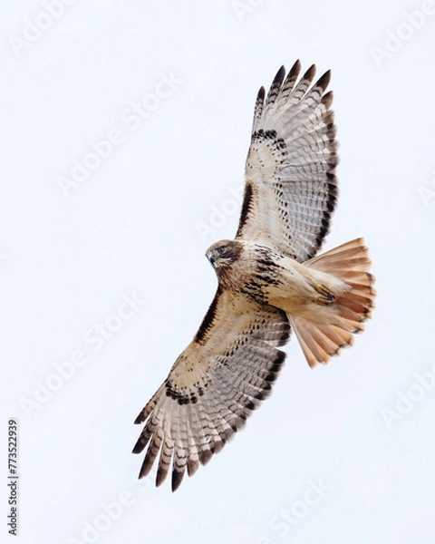 Fototapeta Trouble Maker - Red-tailed Hawk