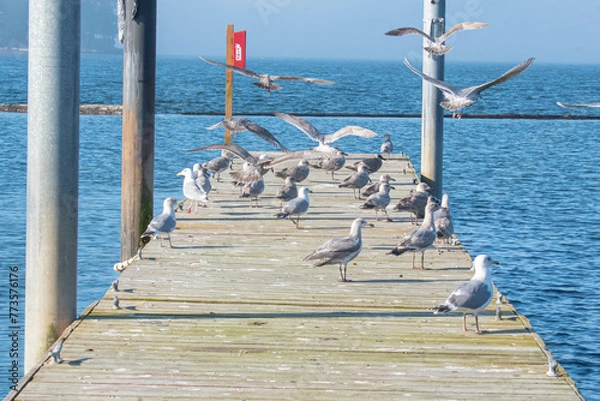 Obraz Seagulls on a dock