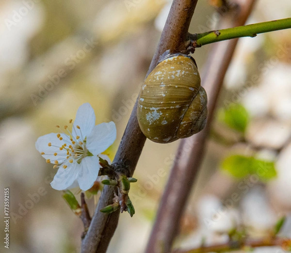 Fototapeta Snail and Flower
