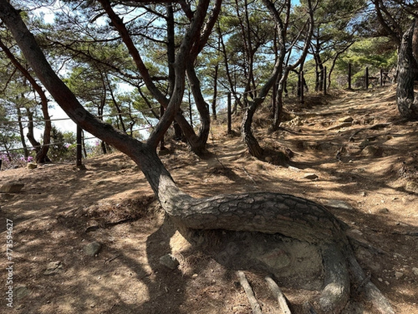 Obraz 그루터기 모양을 한 소나무