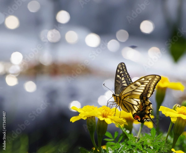 Obraz butterfly on a flower