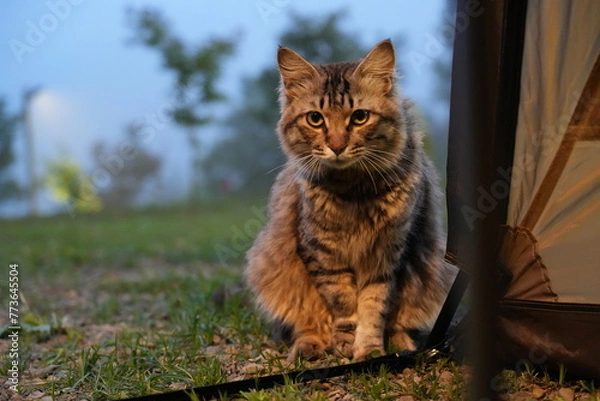 Obraz Cat on campsite