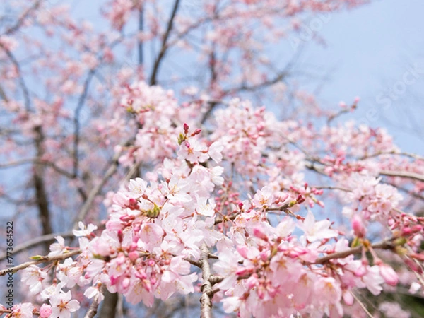 Obraz blossom in spring