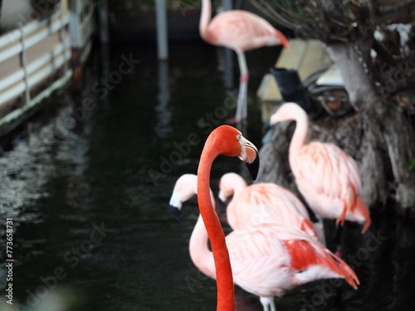 Obraz カラフルなフラミンゴ