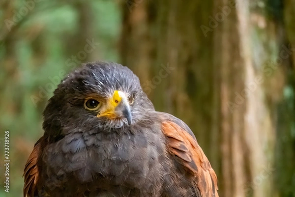 Obraz Red-tailed hawk a bird of prey that breeds throughout most of North America