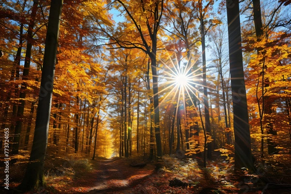 Fototapeta photo sunlight passing through autumn trees