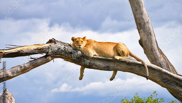 Obraz Lioness on tree at Lake Manyara National Park, national park in Tanzania, May 2023