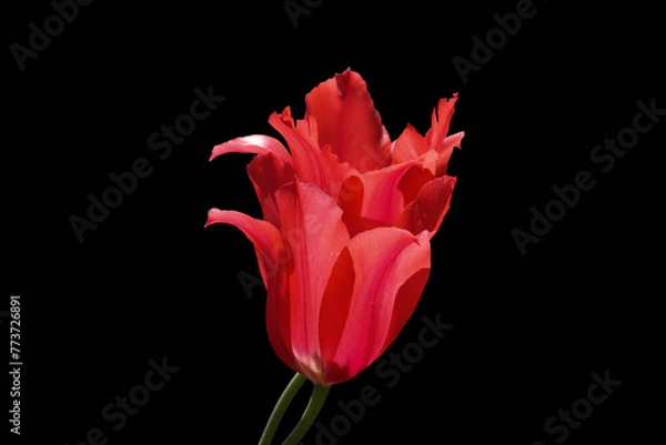 Obraz Red tulip flower on a black background.