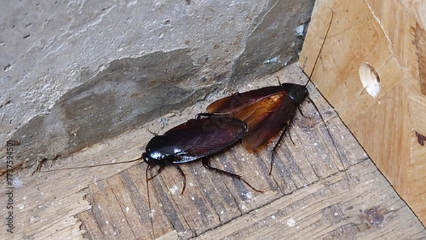 Obraz 交尾中のクロゴキブリ
