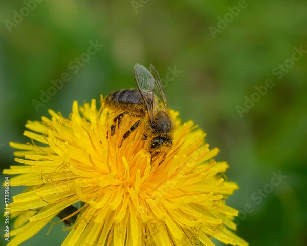 Obraz Polen - fotografía macro de abejas llevando el polen de una flor a otra