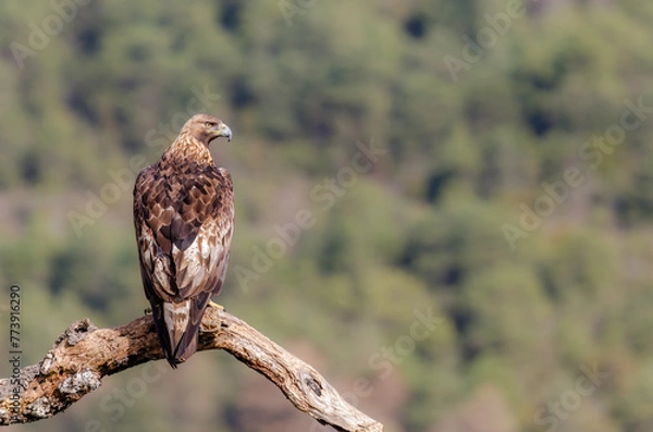 Fototapeta Majesty II