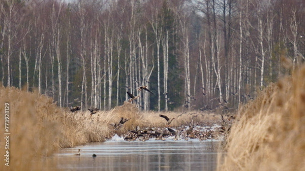 Fototapeta A flock of wild geese swims on the lake. The greater white-fronted goose (Anser albifrons) is a species of goose that is closely related to the smaller lesser white-fronted goose.