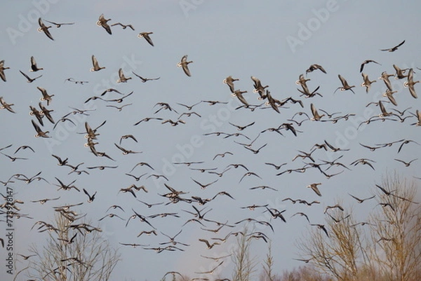 Fototapeta Many geese of different species are flying against the blue sky. Most of these birds: the bean goose (Anser fabalis) and the greater white-fronted goose (Anser albifrons).