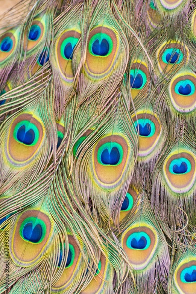 Fototapeta Beautiful peacock plumage pattern