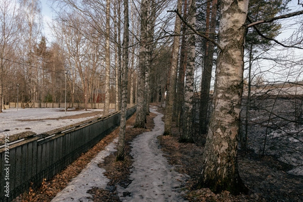 Fototapeta Landscape. Spring forest. A forest path. Most of the snow has already melted