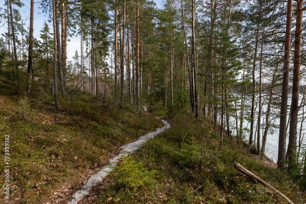 Fototapeta Landscape. Spring forest. A forest path. Most of the snow has already melted