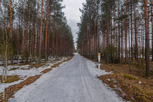 Fototapeta Landscape. Spring forest in Finland. Most of the snow has already melted