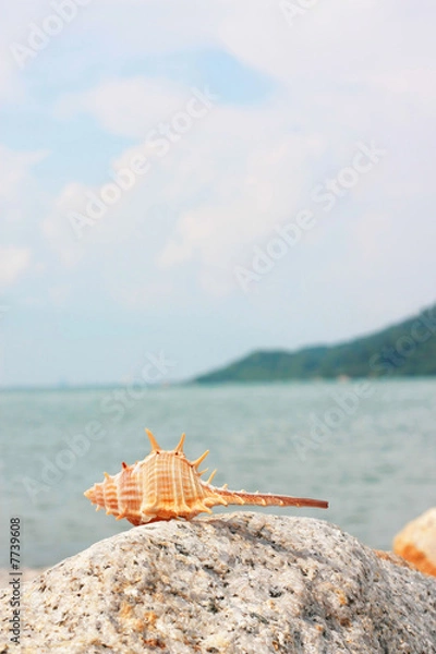 Fototapeta Thorn Conch Shell On The Rock