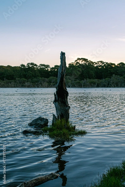 Fototapeta reflection of a tree