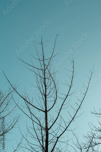 Fototapeta tree in snow