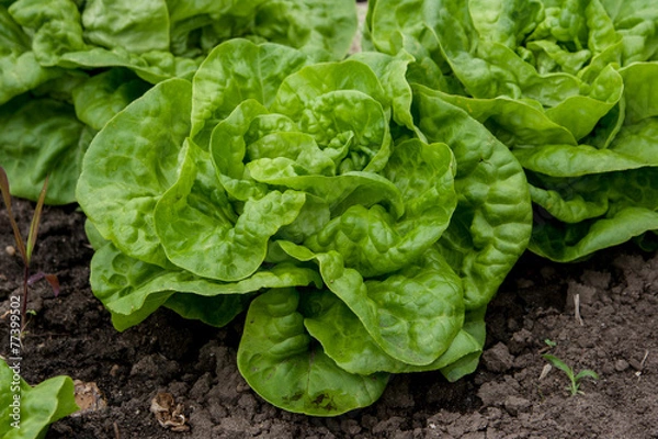 Obraz frischer Salat