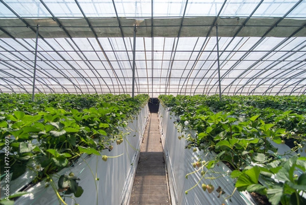 Fototapeta Strawberries hanging in a greenhouse. Strawberries in different growth stages hanging in the greenhouse of a strawberry nursery.