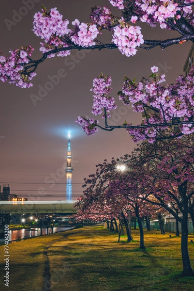 Fototapeta 夜桜