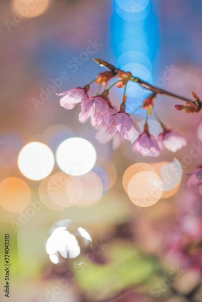 Obraz 桜と玉ボケ