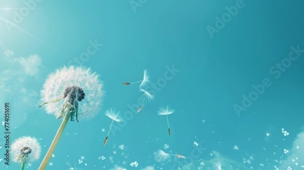 Fototapeta Dandelion / pusteblume seeds blowing in the wind, blurry blue sky background, copy and text space, 16:9