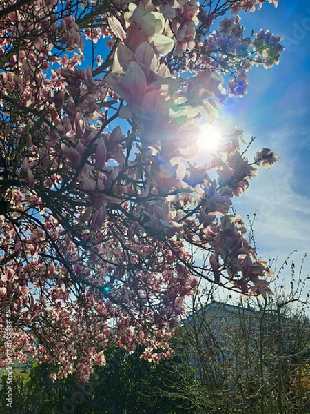 Obraz blooming tree