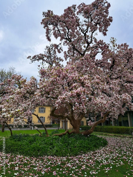 Obraz blooming tree
