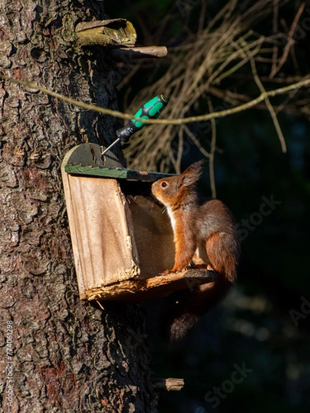 Obraz  red squirrel in the tree