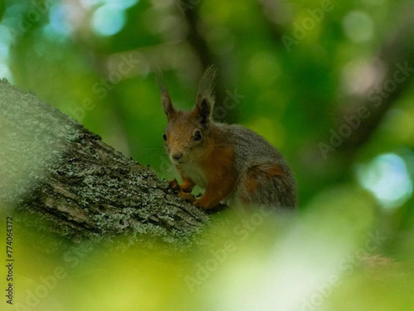 Obraz kleines Eichhörnchen verborgen im Laub