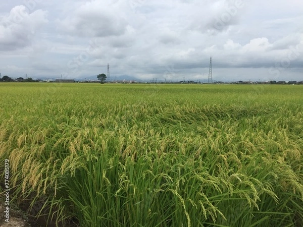Fototapeta 越後平野の稲穂
