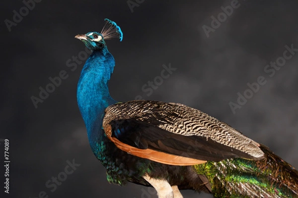 Obraz peacock