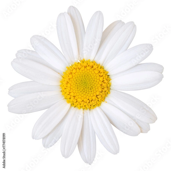 Fototapeta Lovely white Daisy (Marguerite) isolated on white background, including clipping path.
