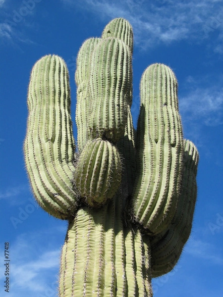 Fototapeta giant cactus    