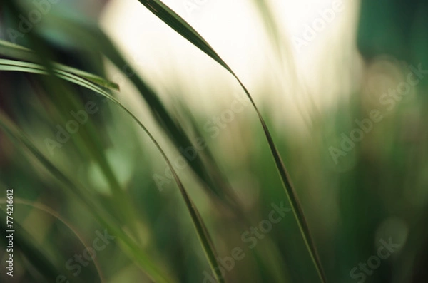 Obraz green grass background