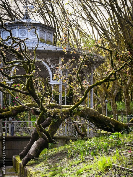Obraz tree in the park