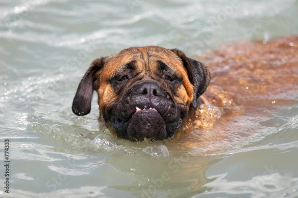 Obraz bullmastiff