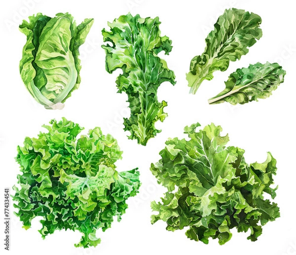 Obraz A set of watercolor illustrations of lettuce on a transparent background. Leaves, bunches, and heads of lettuce in watercolor technique. Fresh green salad leaves