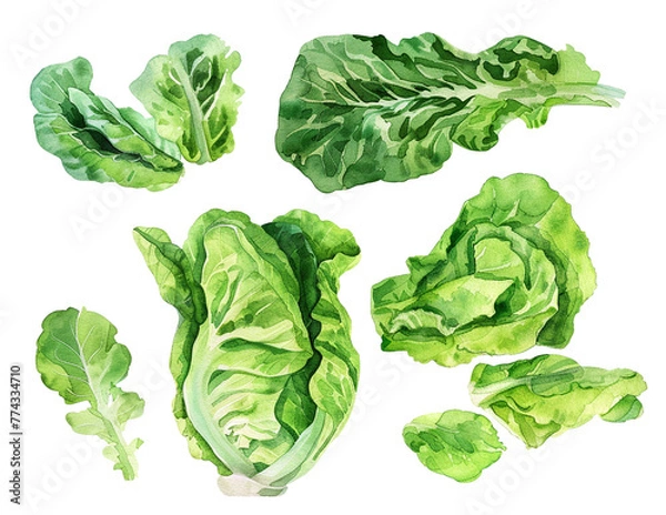 Obraz A set of watercolor illustrations of lettuce on a transparent background. Leaves, bunches, and heads of lettuce in watercolor technique. Fresh green salad leaves