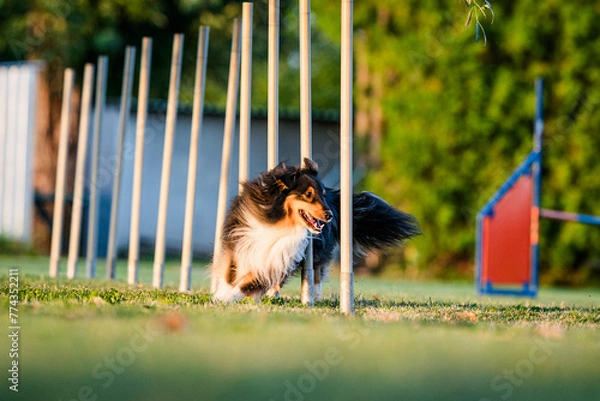 Obraz Sheltie agility dog