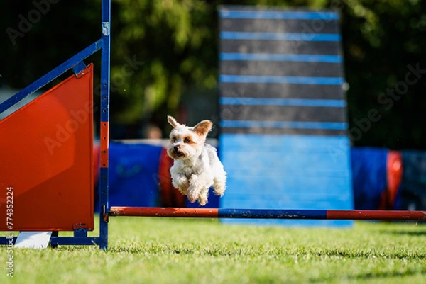 Obraz Yorkshire Terrier