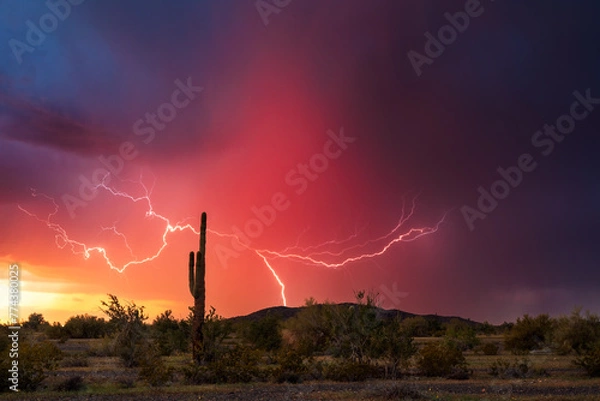 Fototapeta Arizona desert sunset with lightning and Saguaro cactus