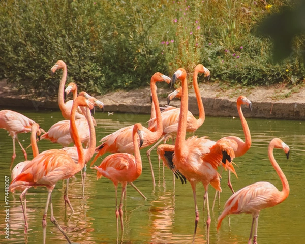 Fototapeta flamingos in the zoo