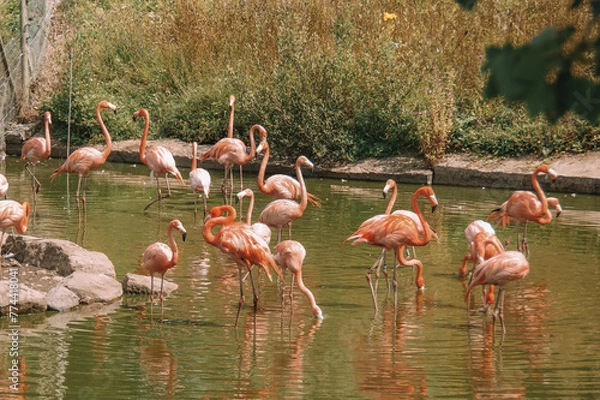 Fototapeta flamingos in the water
