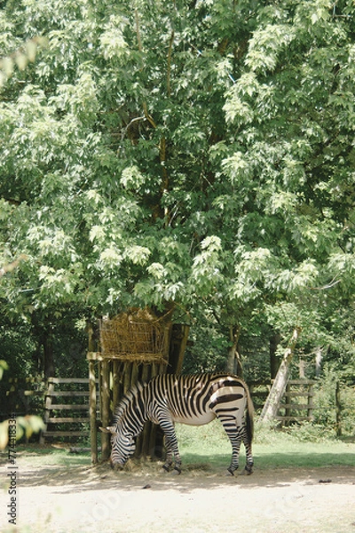 Obraz zebra in zoo